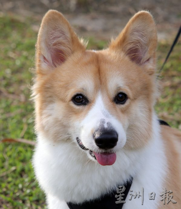 ★8月19日刊登/大霹雳封底主文/【我家萌宠】/小短腿柯基 人见人爱萌宠