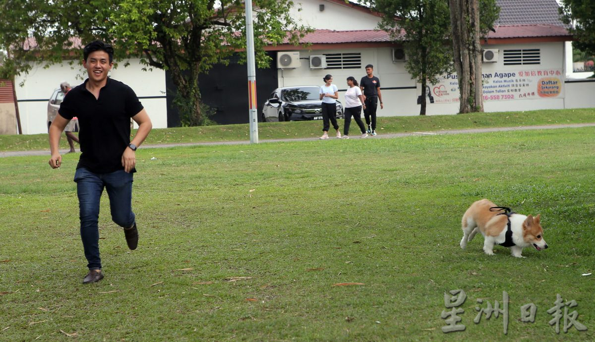 ★8月19日刊登/大霹雳封底主文/【我家萌宠】/小短腿柯基 人见人爱萌宠