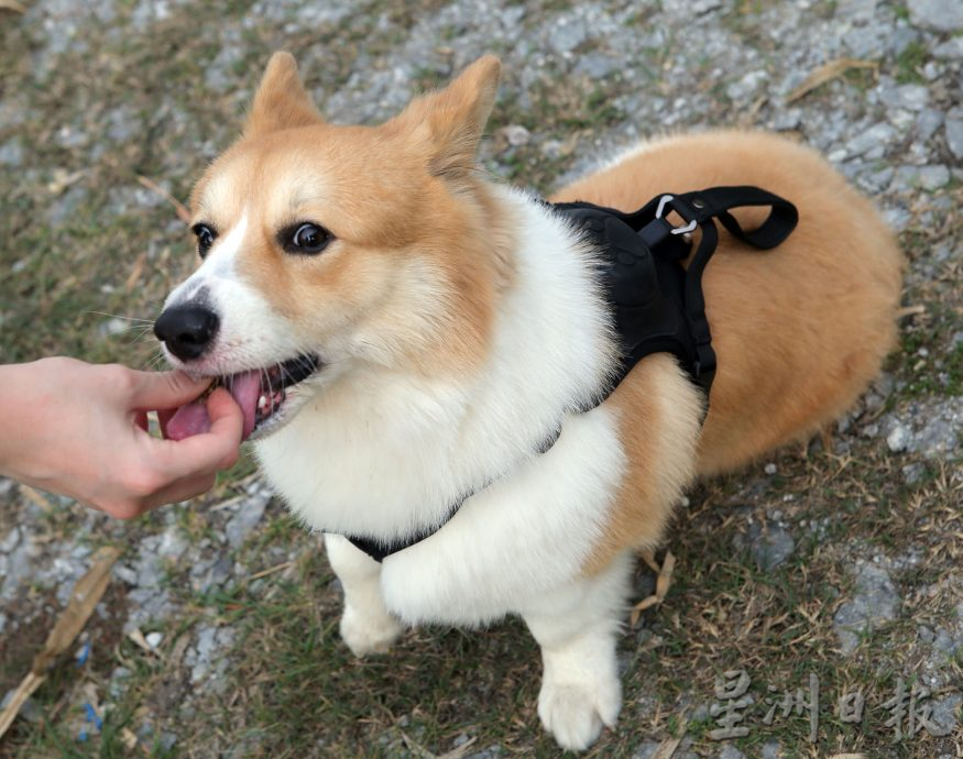 ★8月19日刊登/大霹雳封底主文/【我家萌宠】/小短腿柯基 人见人爱萌宠