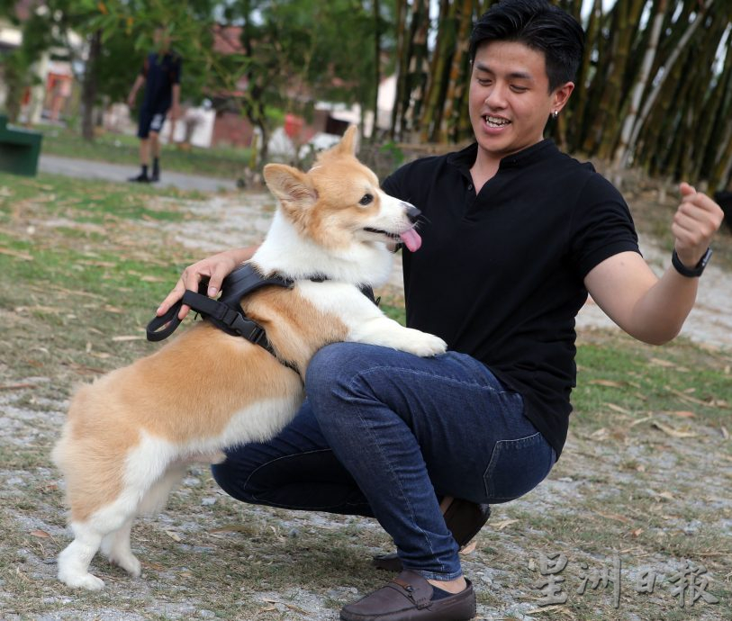 ★8月19日刊登/大霹雳封底主文/【我家萌宠】/小短腿柯基 人见人爱萌宠