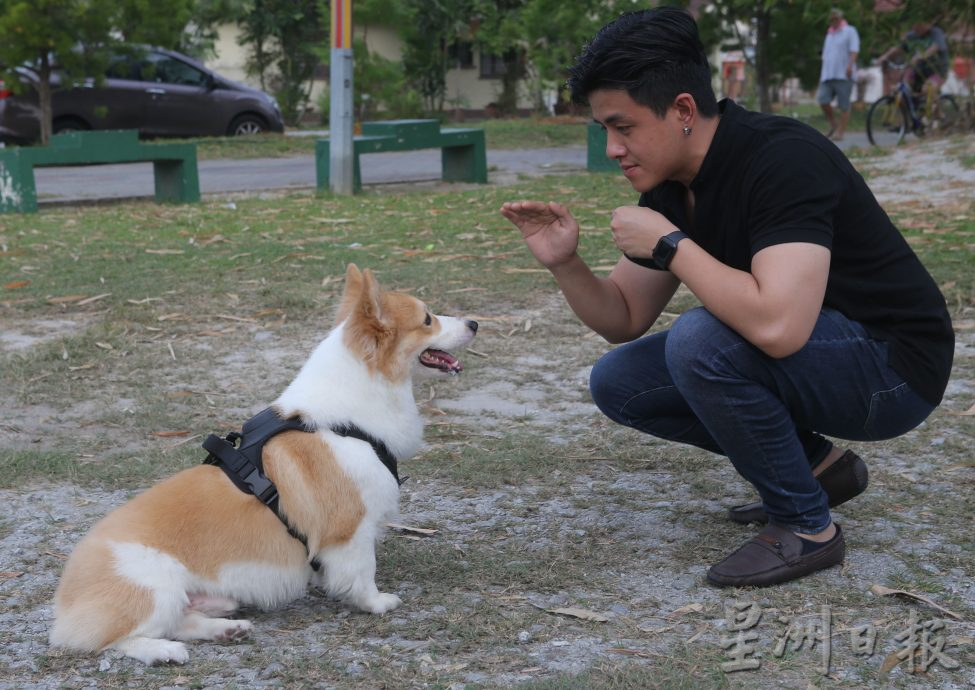 ★8月19日刊登/大霹雳封底主文/【我家萌宠】/小短腿柯基 人见人爱萌宠