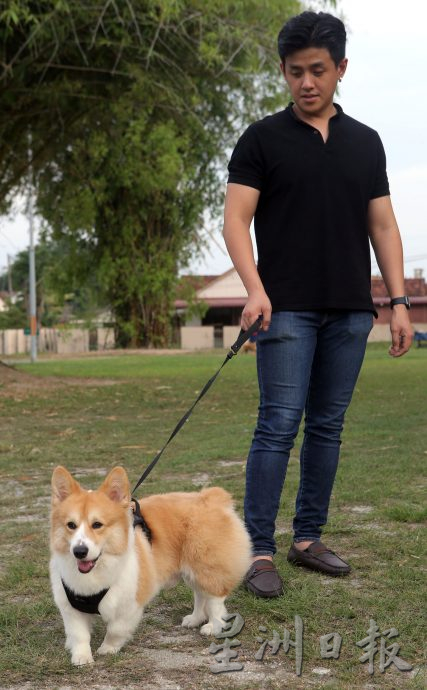 ★8月19日刊登/大霹雳封底主文/【我家萌宠】/小短腿柯基 人见人爱萌宠