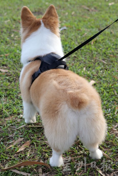 ★8月19日刊登/大霹雳封底主文/【我家萌宠】/小短腿柯基 人见人爱萌宠