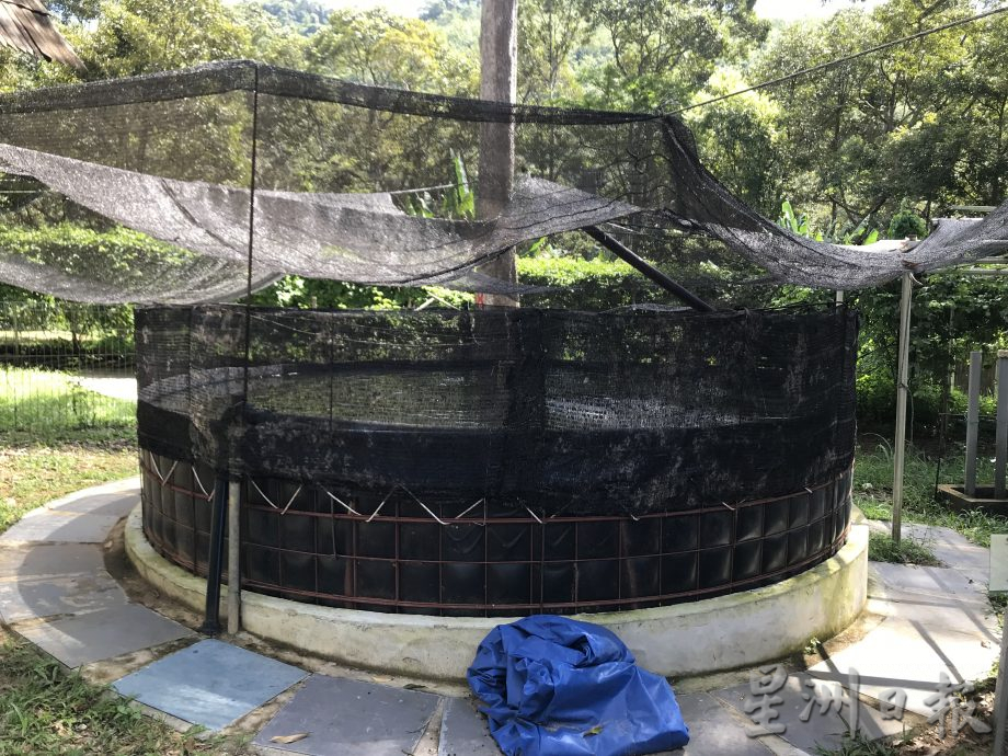 ★8月7日刊登／【农的传人】大霹雳封底主文／／从附近河流自然引进 山水养鱼特鲜美嫩滑  ​
