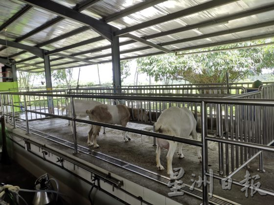 【休闲农场/03】大马休闲农场,如何突破困境,走出自己的特色?