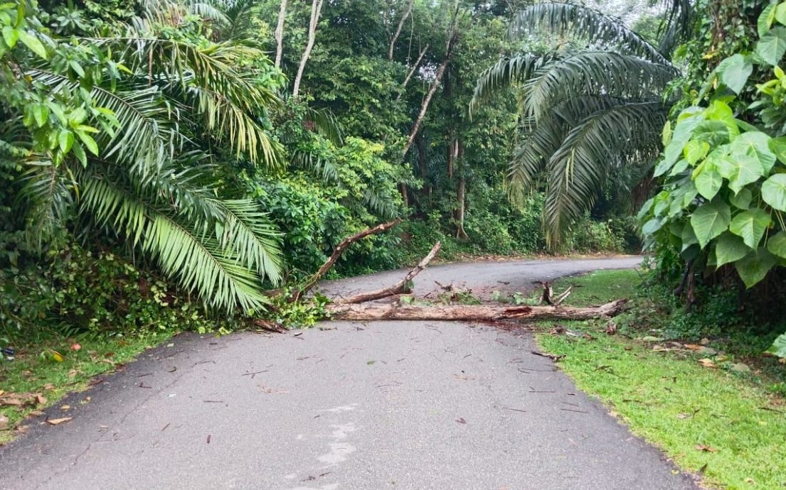 东：文德甲昨天傍晚暴风雨吹袭，一住家被倒树击毁围墙和篱笆