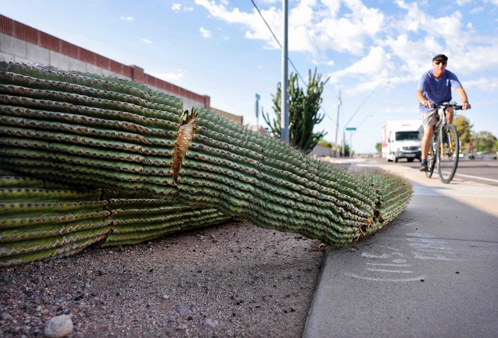 亚利桑那州极端高温 连仙人掌都挺不住 专家:生存力的考验