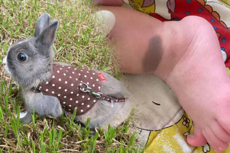 你信吗?爱兔病逝脚上画记号 2年后产子同位置竟现胎记