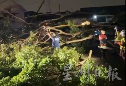 兵如港苏丹街 大树倒在路上