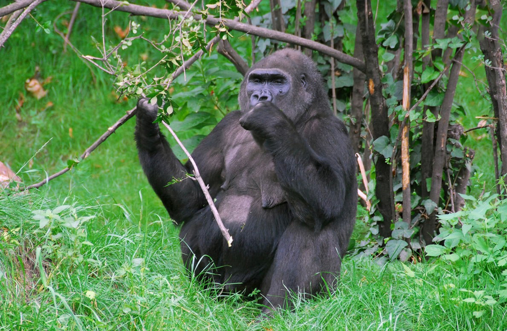匈牙利母猩猩接受关节炎干细胞治疗 可望嘉惠人类患者