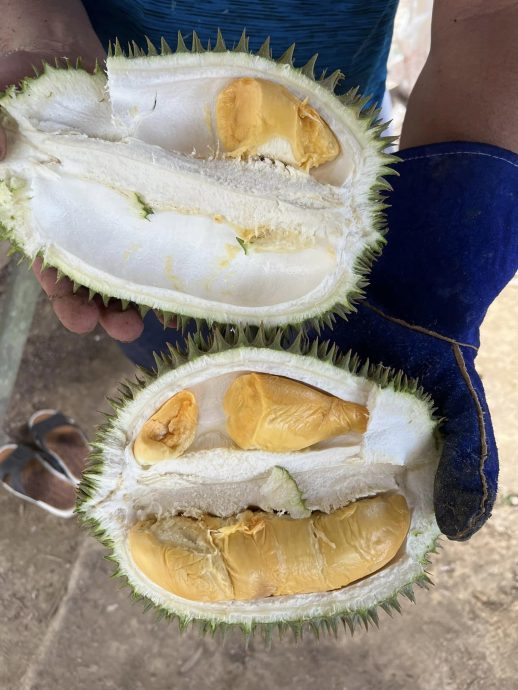 国庆日开心捡榴梿 李康生尝遍本地水果叹幸福