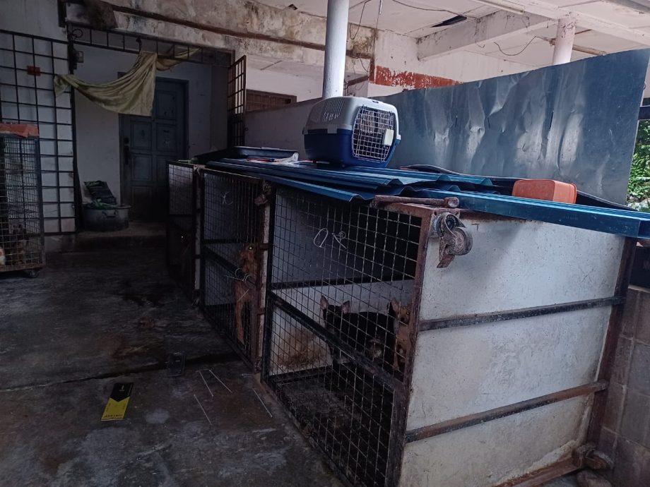 大都会/早报可做头/蕉赖再也第4区一住家被指怀疑成为流浪狗、猫的收容所