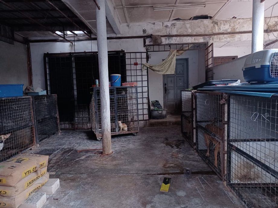 大都会/早报可做头/蕉赖再也第4区一住家被指怀疑成为流浪狗、猫的收容所