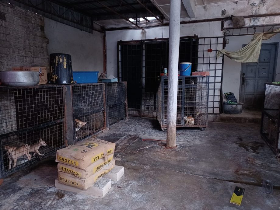 大都会/早报可做头/蕉赖再也第4区一住家被指怀疑成为流浪狗、猫的收容所