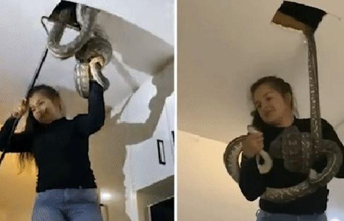 天花板传怪声 正妹捕蛇人竟揪出两条公蛇打架