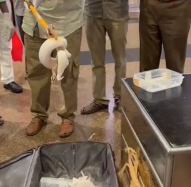  惊！男子将47条蟒蛇藏行李箱带上机 