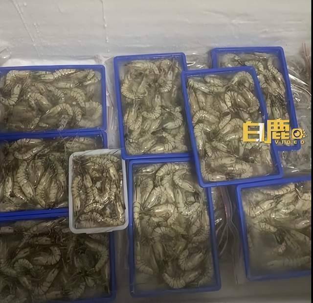 担心海水受污染 福建妈妈将3公尺冰柜囤满海鲜