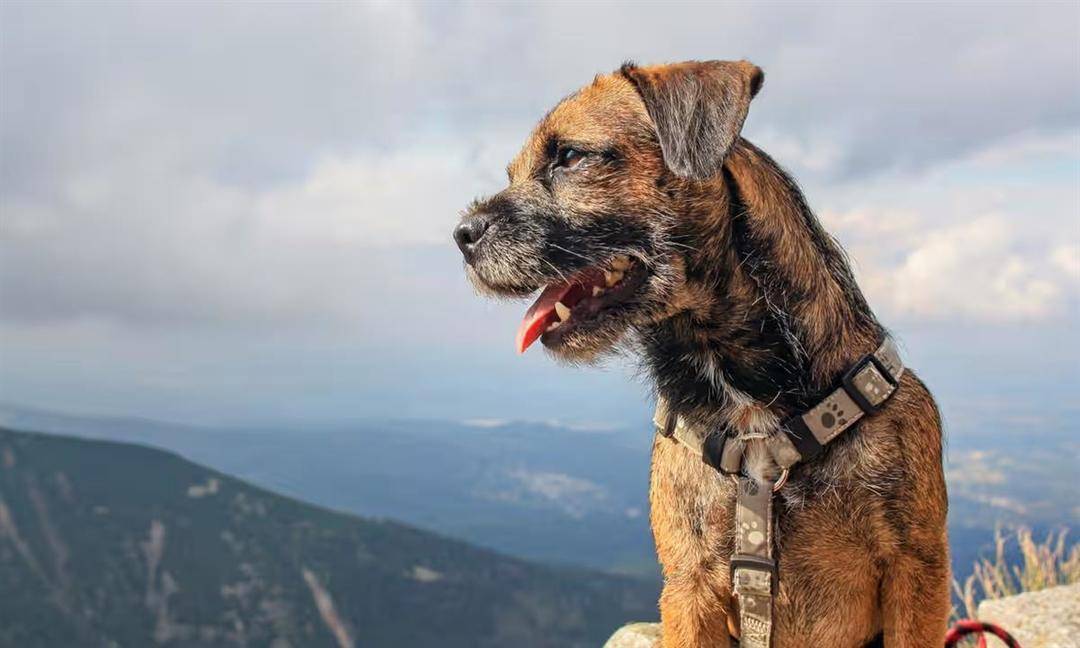 拼盘/14岁狗狗一晚上跑160公里寻找主人,这个年龄相当于人类75岁