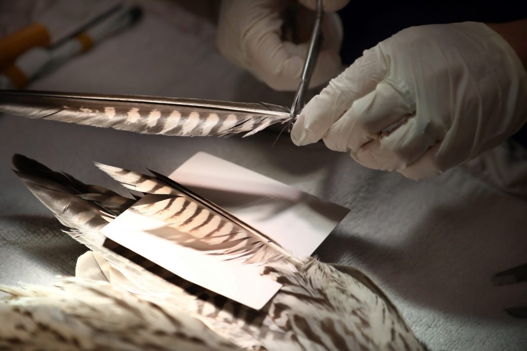 拼盘／以色列：神奇的羽毛移植术