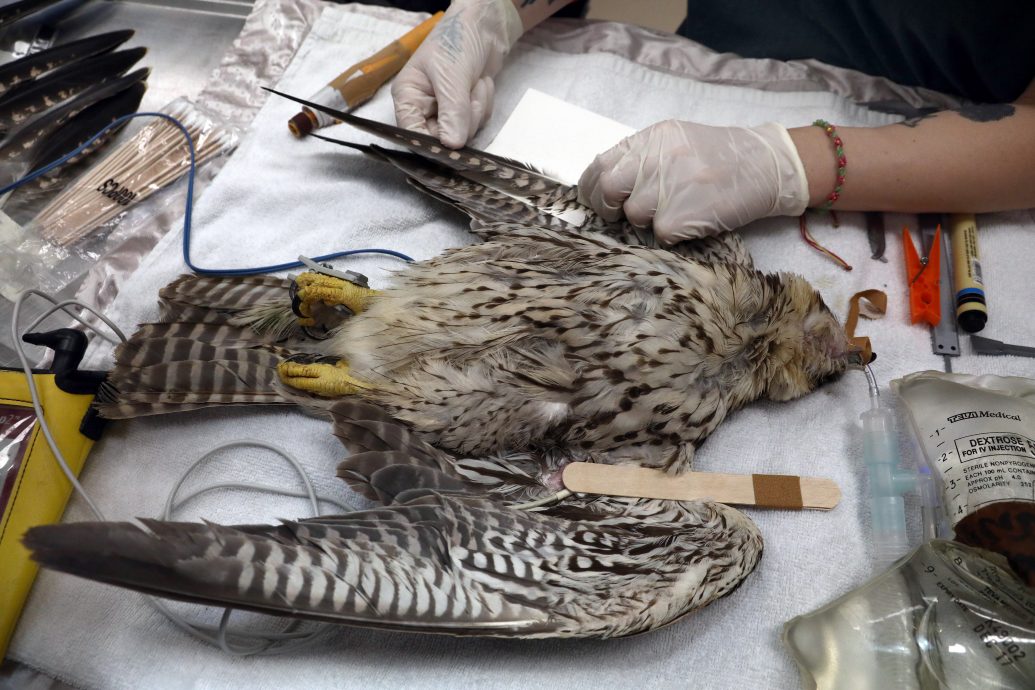 拼盘／以色列：神奇的羽毛移植术