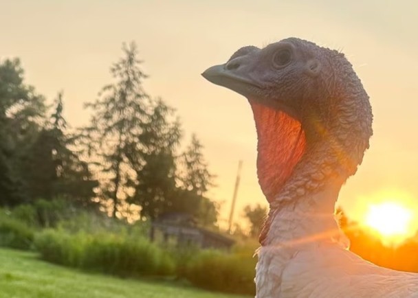 拼盘／受伤火鸡安省迷路　获新主人收养