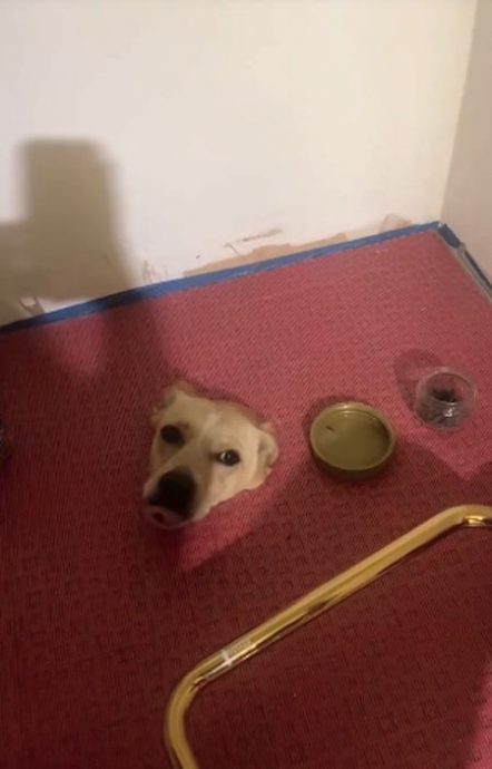 拼盘/地板长出“一颗狗头”猎奇画面曝光 她被怪声吵醒一看吓坏