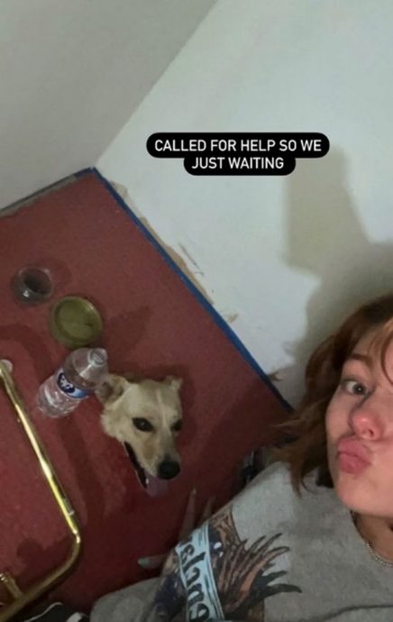 拼盘/地板长出“一颗狗头”猎奇画面曝光 她被怪声吵醒一看吓坏