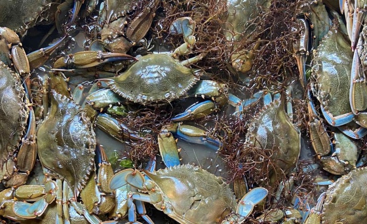 拼盘/意大利拨款290万欧元应对入侵物种“蓝蟹”