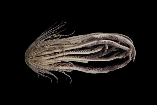 拼盘/狂舞20扭曲触手!南极海惊现新物种 清晰照片曝光