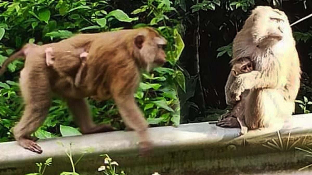 拼盘/男路边“随地解放”突然被十多只猴子攻击 坠落50公尺悬崖重伤