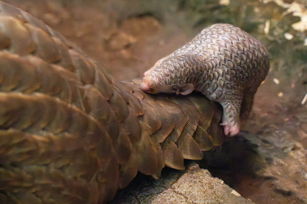 拼盘/遭游荡犬啃咬劫后重生 穿山甲“士林”喜迎女儿