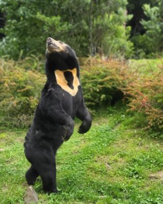 杭州马来熊行为正常 纽饲养员:绝非人扮