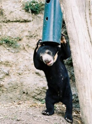 杭州马来熊行为正常 纽饲养员:绝非人扮