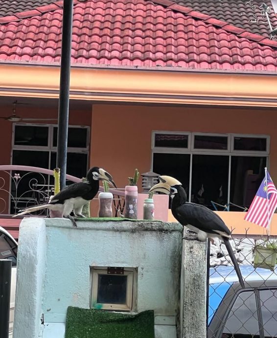 柔: 犀鸟图信箱筑巢扰民 事主担心攻击小孩