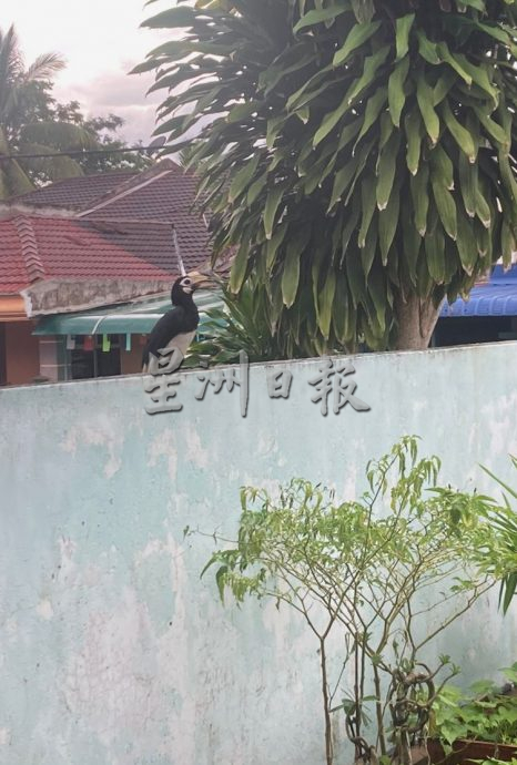 柔: 犀鸟图信箱筑巢扰民 事主担心攻击小孩