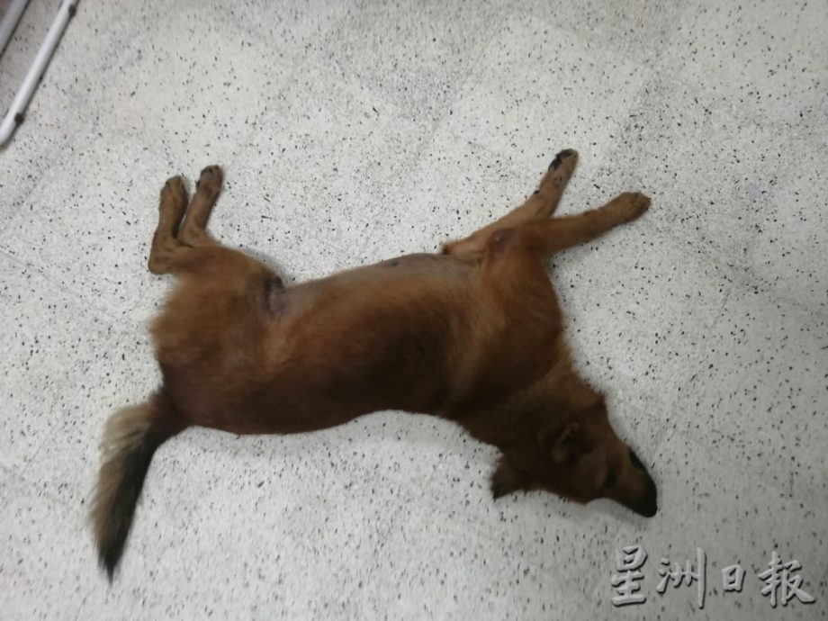 柔：宠物萌萌哒：从浪浪发展成家人  邱欣卉：不忍心放弃任何一条生命