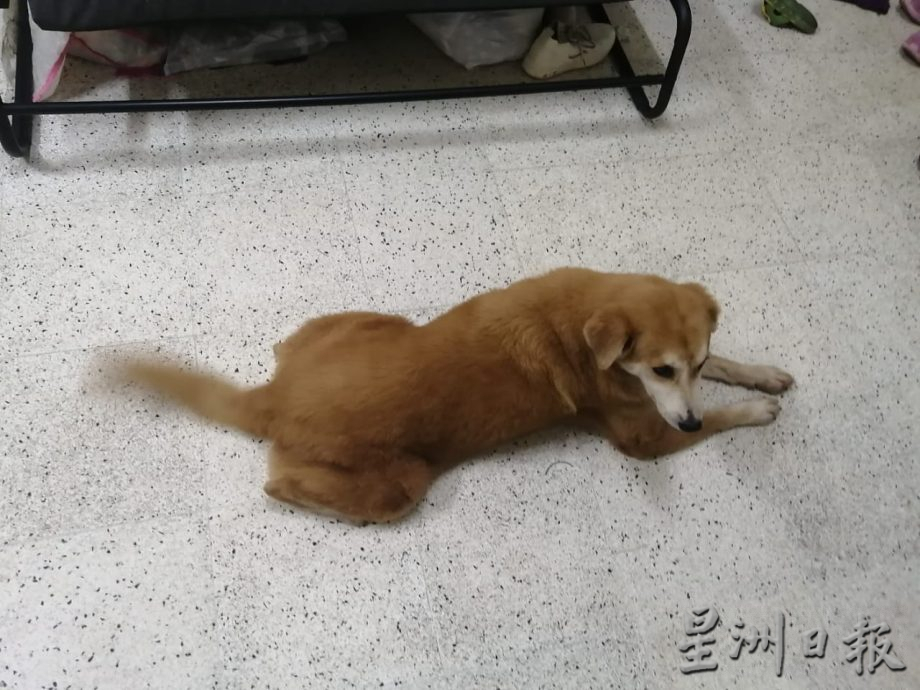 柔：宠物萌萌哒：从浪浪发展成家人  邱欣卉：不忍心放弃任何一条生命