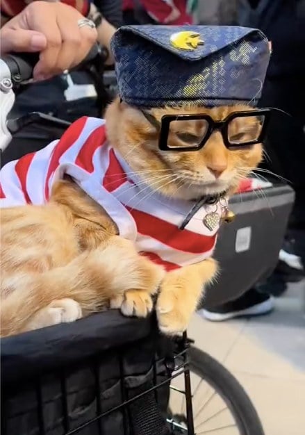 橘猫“国父”造型亮相 表情成焦点 网笑：“被逼营业啦”