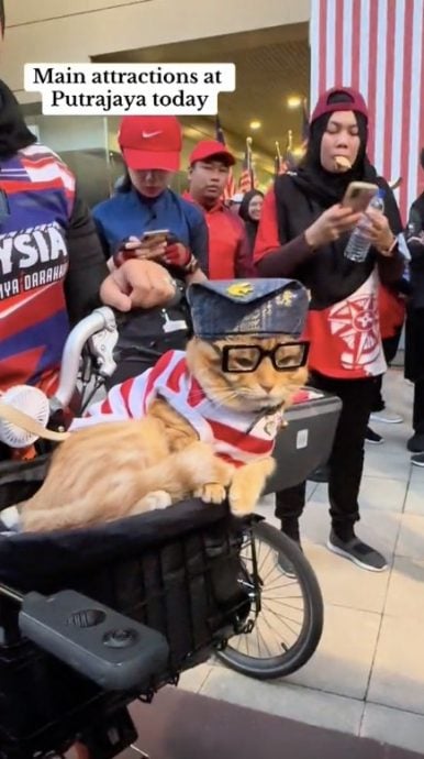 橘猫“国父”造型亮相 表情成焦点 网笑：“被逼营业啦”