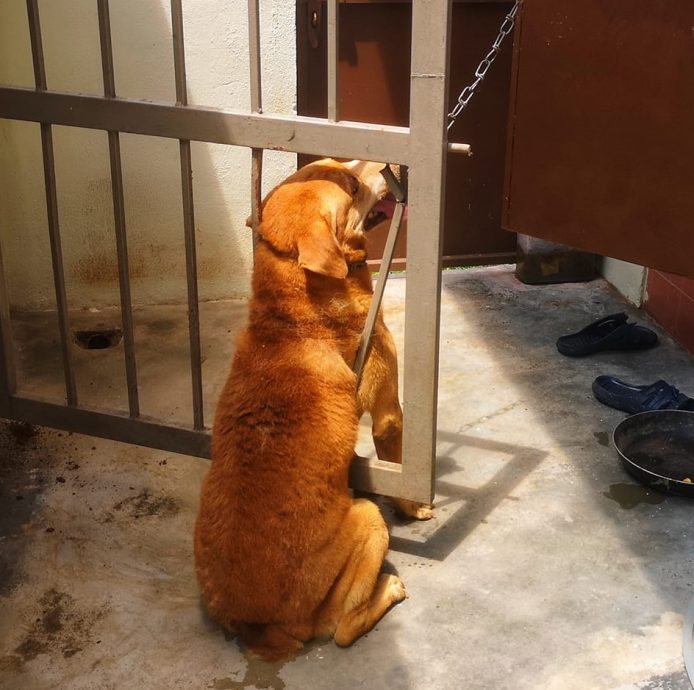 狗儿被夹在篱笆铁门 出动消拯员拯救