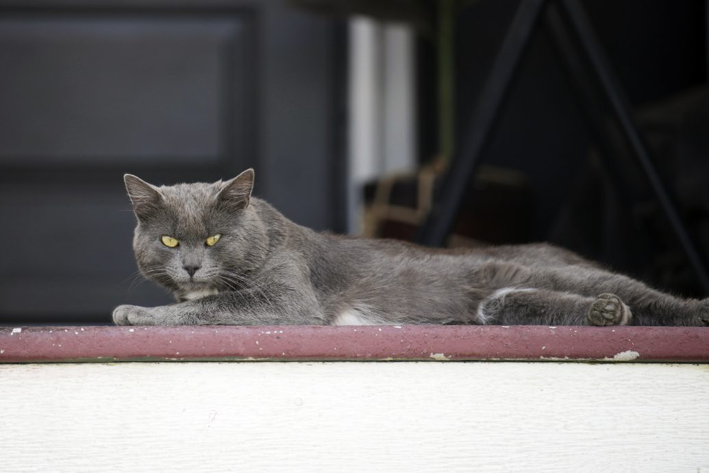 看世界／7年来首见 韩连传3起猫咪感染H5N1禽流感