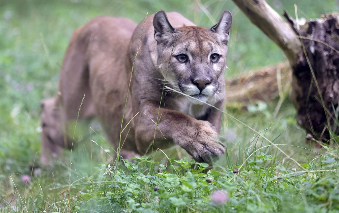 看世界/美洲狮袭击8岁童 美国家公园关闭、美洲狮将被安乐死