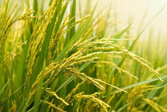 研究:发酵米糠或有助抑制炎症引发的骨吸收