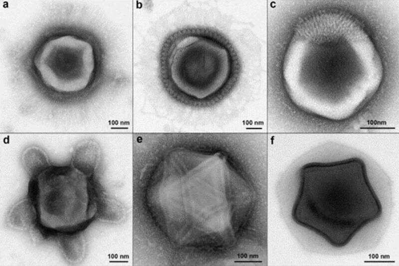科学新发现 美国森林土壤发现奇异巨型病毒