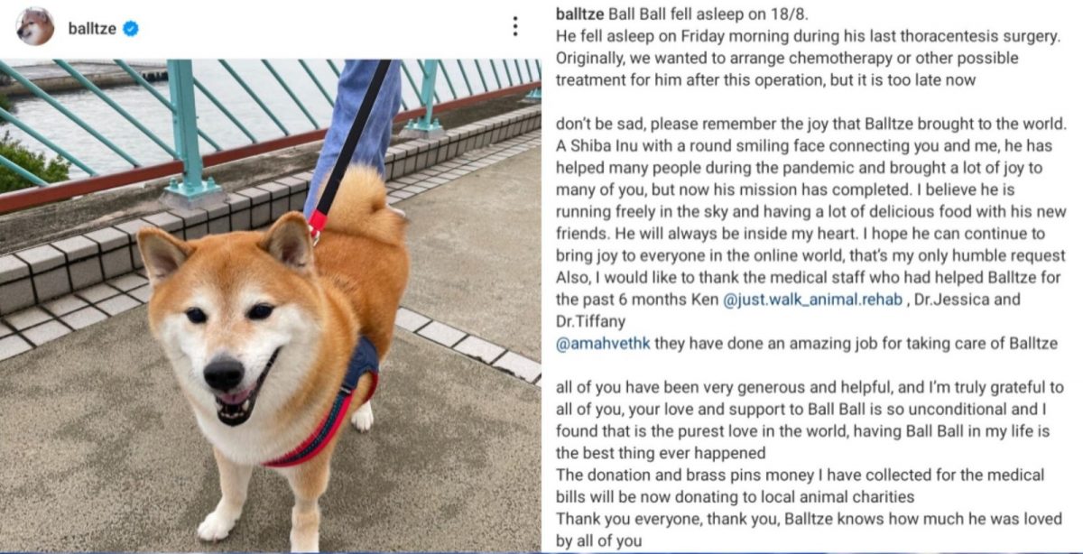 网络知名表情包小狗Cheems去世:请记得它为这世界带来的欢乐