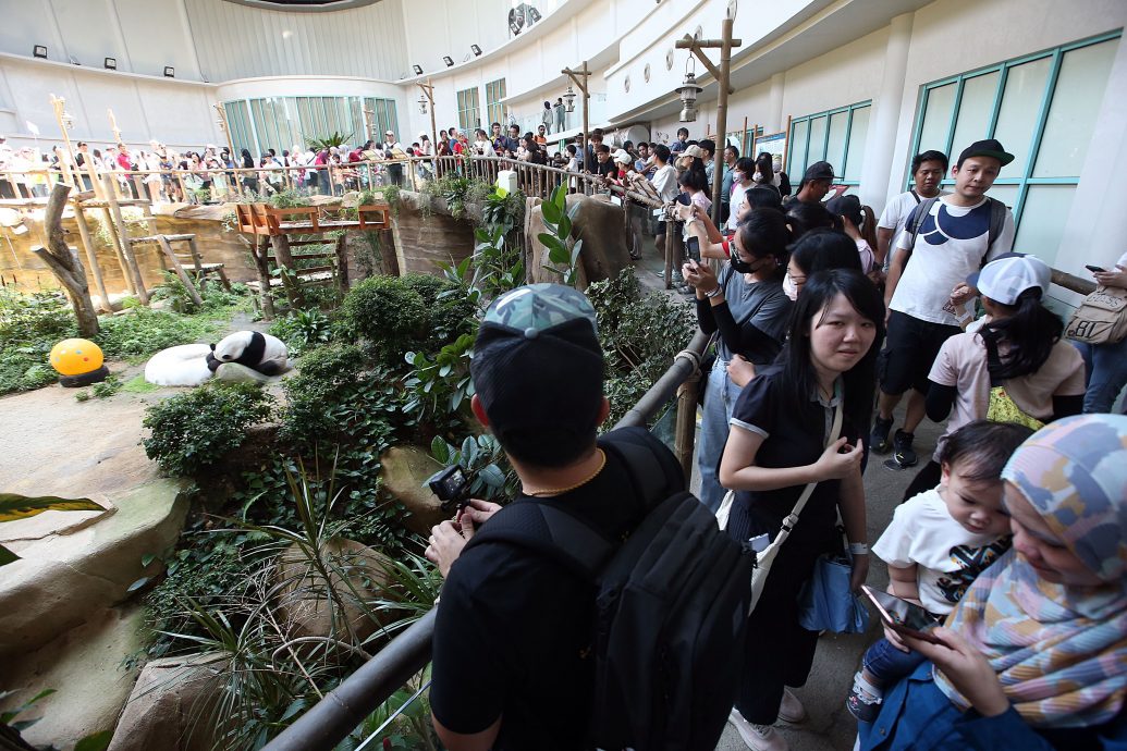 视“谊谊”“升谊”为孙女 熊猫志工:不舍但开心