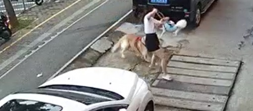 视频|金毛未拴绳扑倒女子再撕咬小狗