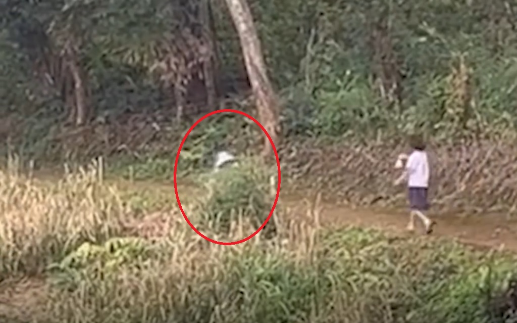 视频/女孩打包学校吃剩粿条 想让妈妈尝美味