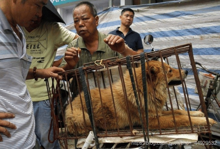 越南动保意识抬头吃狗肉退烧 河内一年倒300家店