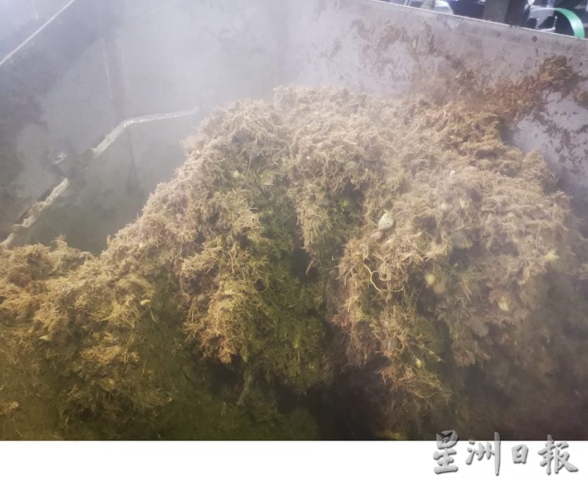 霹:2日见报/封底主文/它的诞生:油棕果提炼成油7步骤